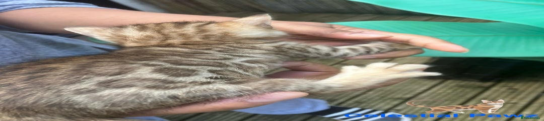 SNOW MINK GIRL 