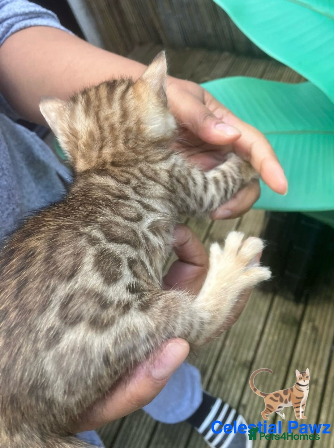 Bengal cats for sale: RARE PEDIGREE BENGAL KITTEN 07542924995  - Image 8