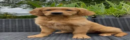 Golden Retriever dogs for sale: One KC reg Dark Golden Retriever Boy Ready Now in Melton Mowbray - Advert 1