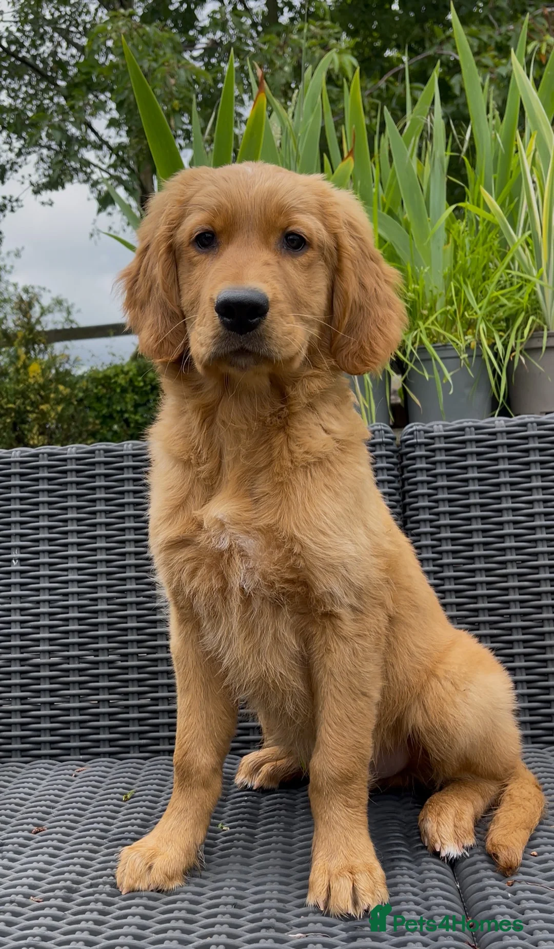 Golden Retriever dogs for sale: One KC reg Dark Golden Retriever Boy Ready Now in Melton Mowbray - Advert 1