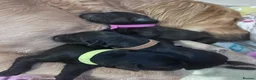 Goldador dogs for sale: 8 gorgeous black goldadors  in Corby - Advert 4