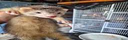 Ferret rodents for sale: Semi Angora Dark Silver Mitted - Advert 8