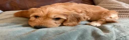Mixed Breed dogs for sale: Cockapoo × Australian Labradoodle Puppies  in Redruth - Advert 8