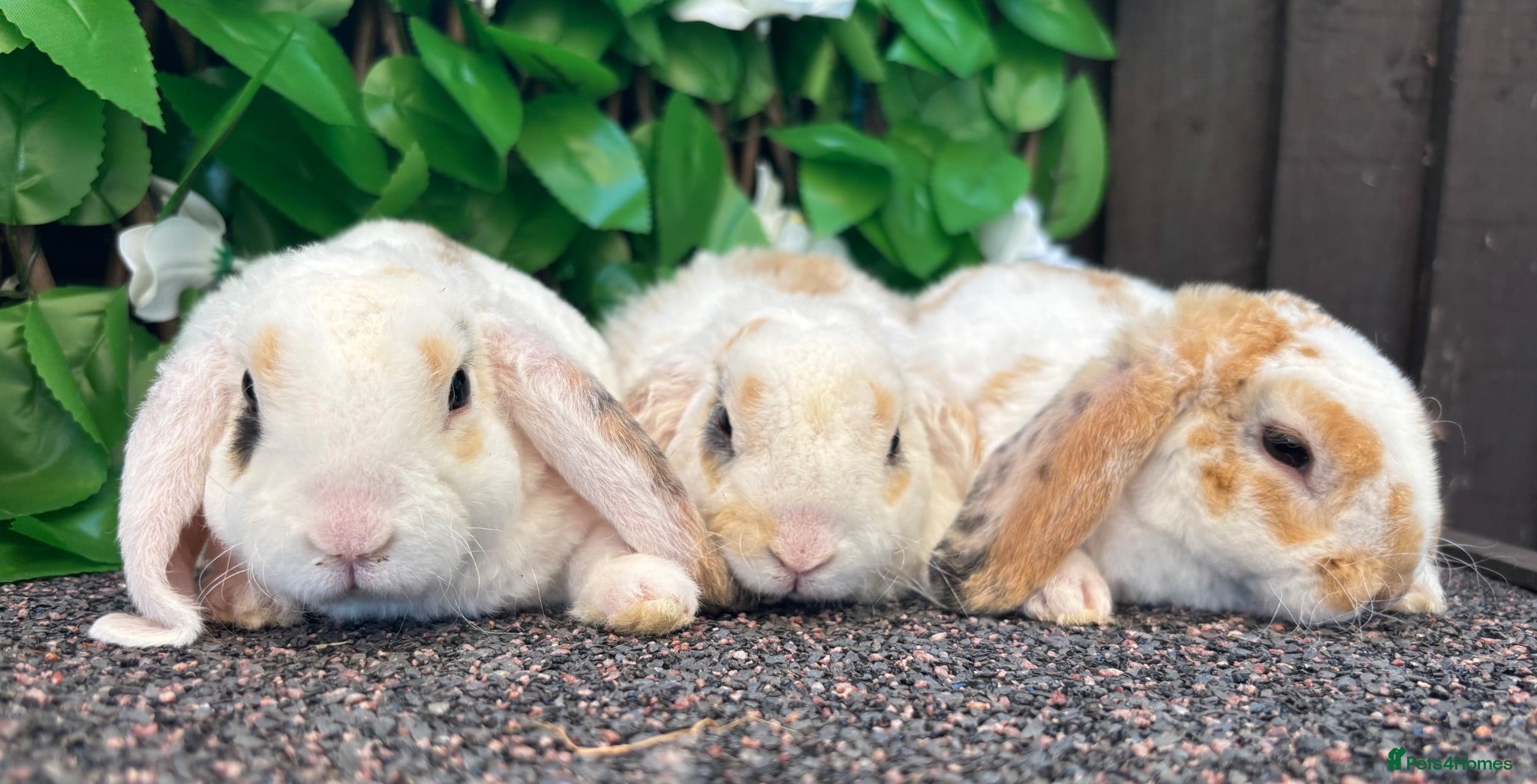Mini Lop rabbits Mini Plush Lops. Hypoallergenic Fur. - Advert 18