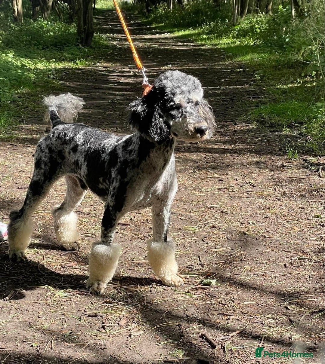 Cockapoo dogs for sale: Beautiful puppies  - Advert 4