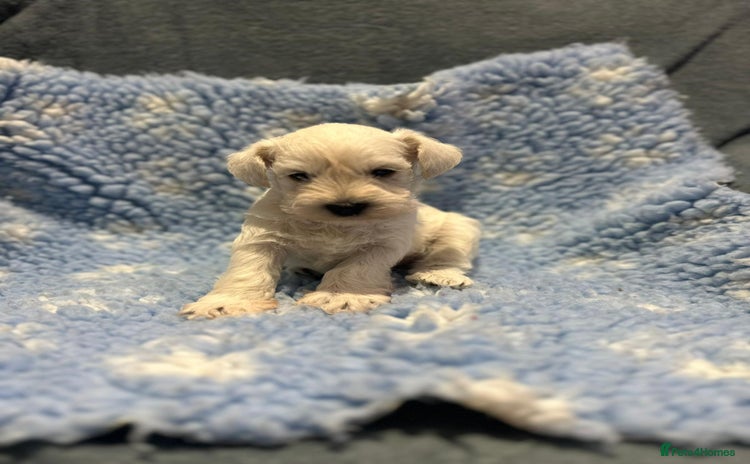 Miniature Schnauzer dogs - Advert 10