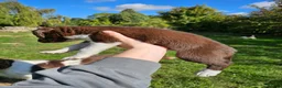 Sprollie dogs for sale: Sprollie Puppies in Dunmow - Advert 14