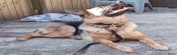 German Shepherd dogs for sale: Sasha in Bridgend - Advert 4