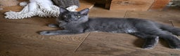 Maine Coon cats for sale: Three beautiful Maine Coon kittens - Advert 4