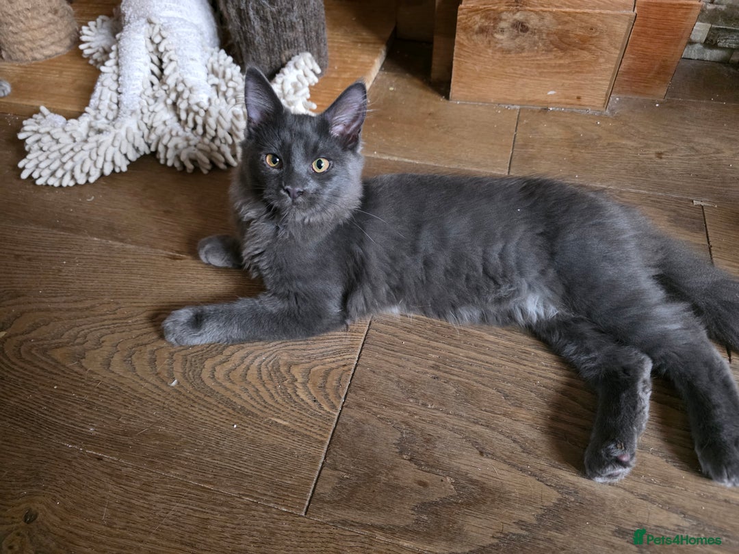 Maine Coon cats for sale: Three beautiful Maine Coon kittens - Advert 4