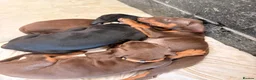 Dobermann dogs for sale: Doberman puppies  - Advert 9