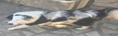 Border Collie 3
