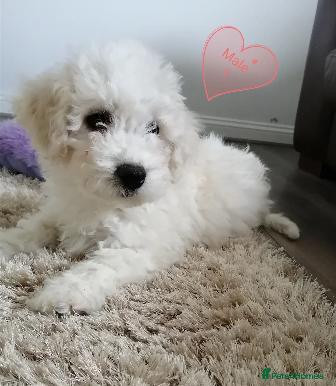 Bichon Frise dogs for sale: Bichon Frise Puppies - Advert 1