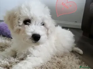 Bichon Frise dogs Bichon Frise Puppies - Advert 4