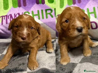 Cockapoo dogs F1 mini cockapoos fox reds 30 dna health tested - Advert 8