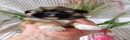 Shih Tzu dogs for sale: 🌸 Beautiful Shih Tzu Girls Available - Advert 5