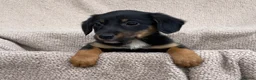 Mixed Breed dogs for sale: 🐾 Gorgeous Cocker × Border Collie Puppies 🌟 in Corwen - Advert 3
