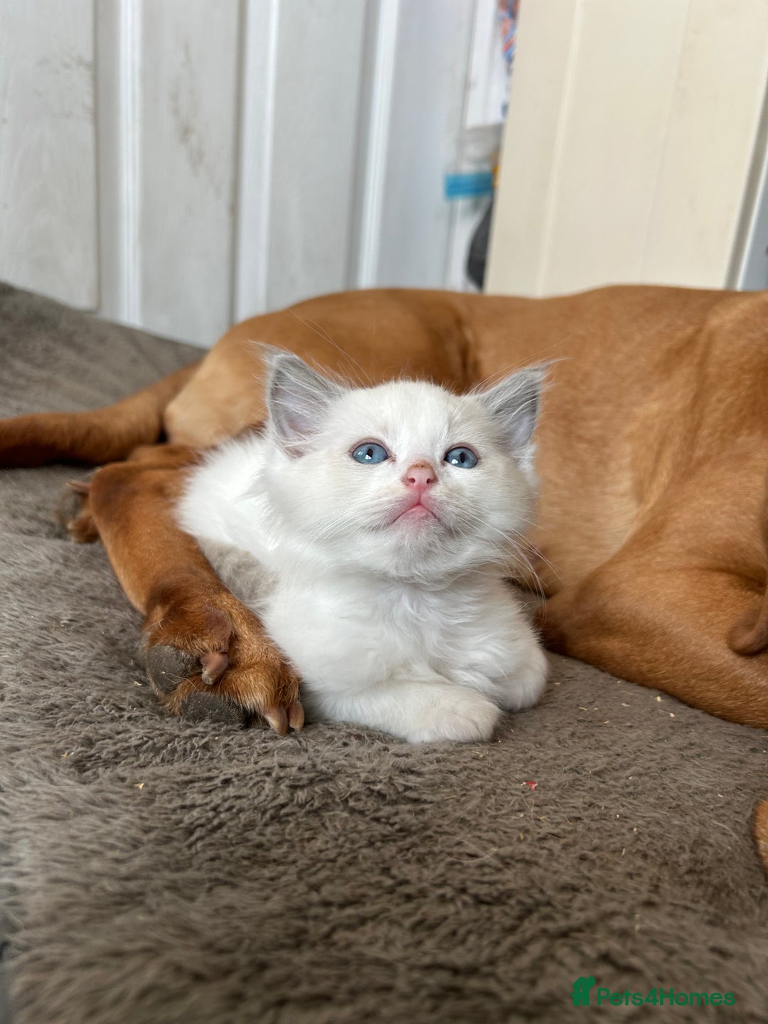 Ragdoll cats for sale: Ragdoll kittens boys 3 boys, one seal mink - Image 14