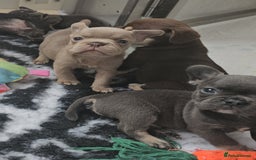Frug dogs for sale: Beautiful Frug Babies 😍 - Image 23
