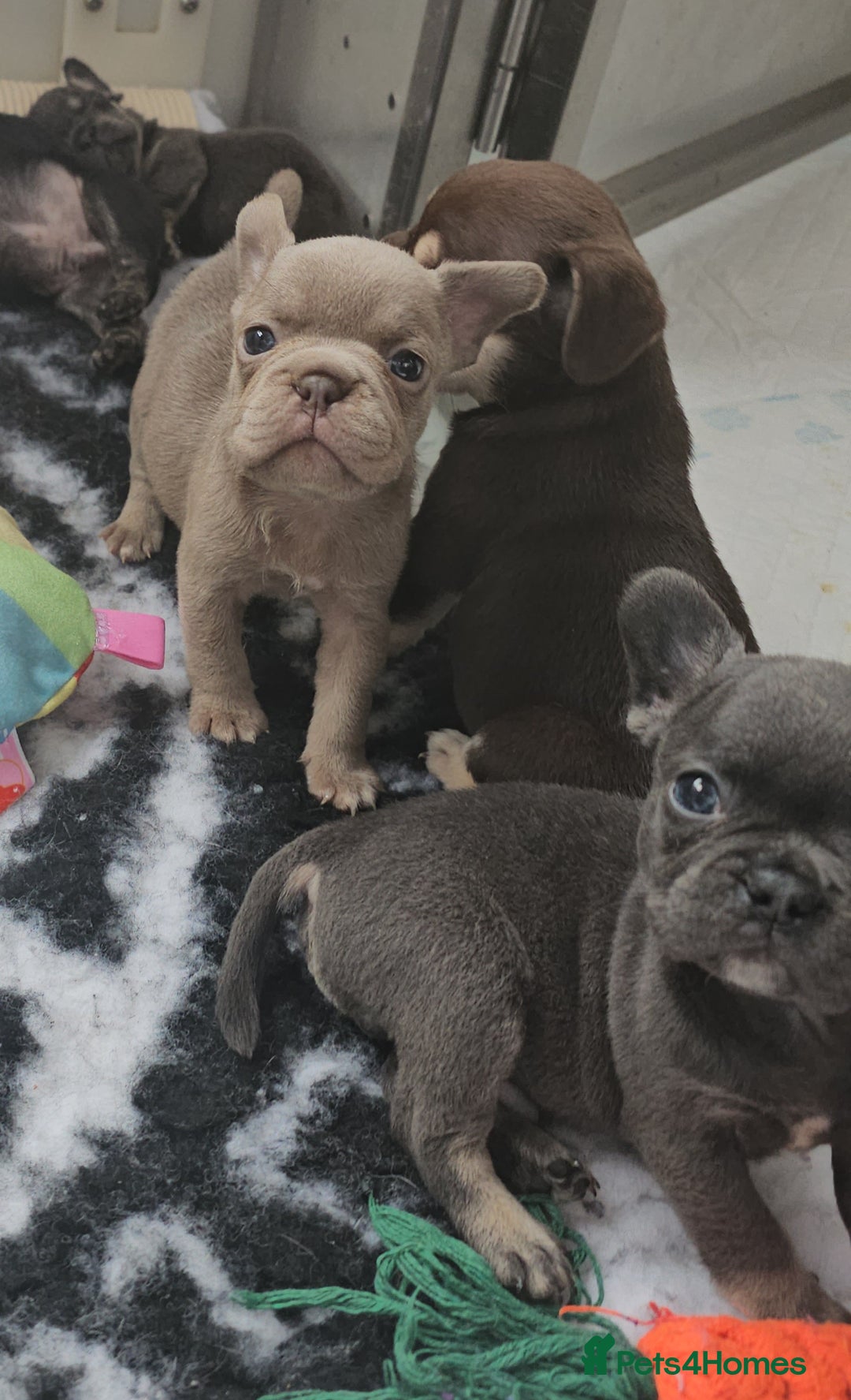 Frug dogs for sale: Beautiful Frug Babies 😍 - Image 23
