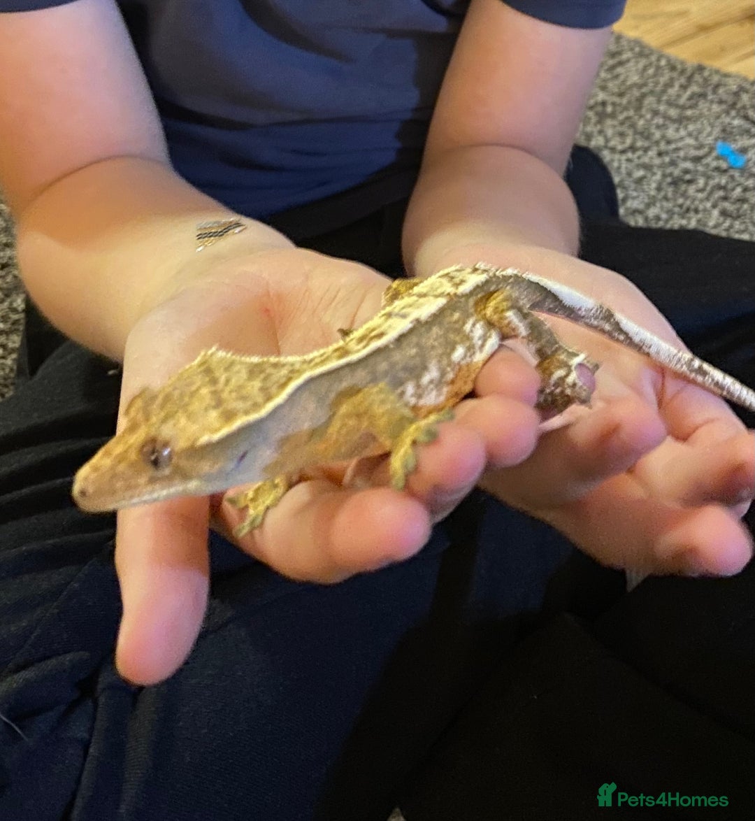 Gecko reptiles for sale: Female crested gecko and bioactive vivarium - Advert 2