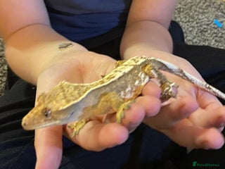 Gecko reptiles Female crested gecko and bioactive vivarium - Advert 1