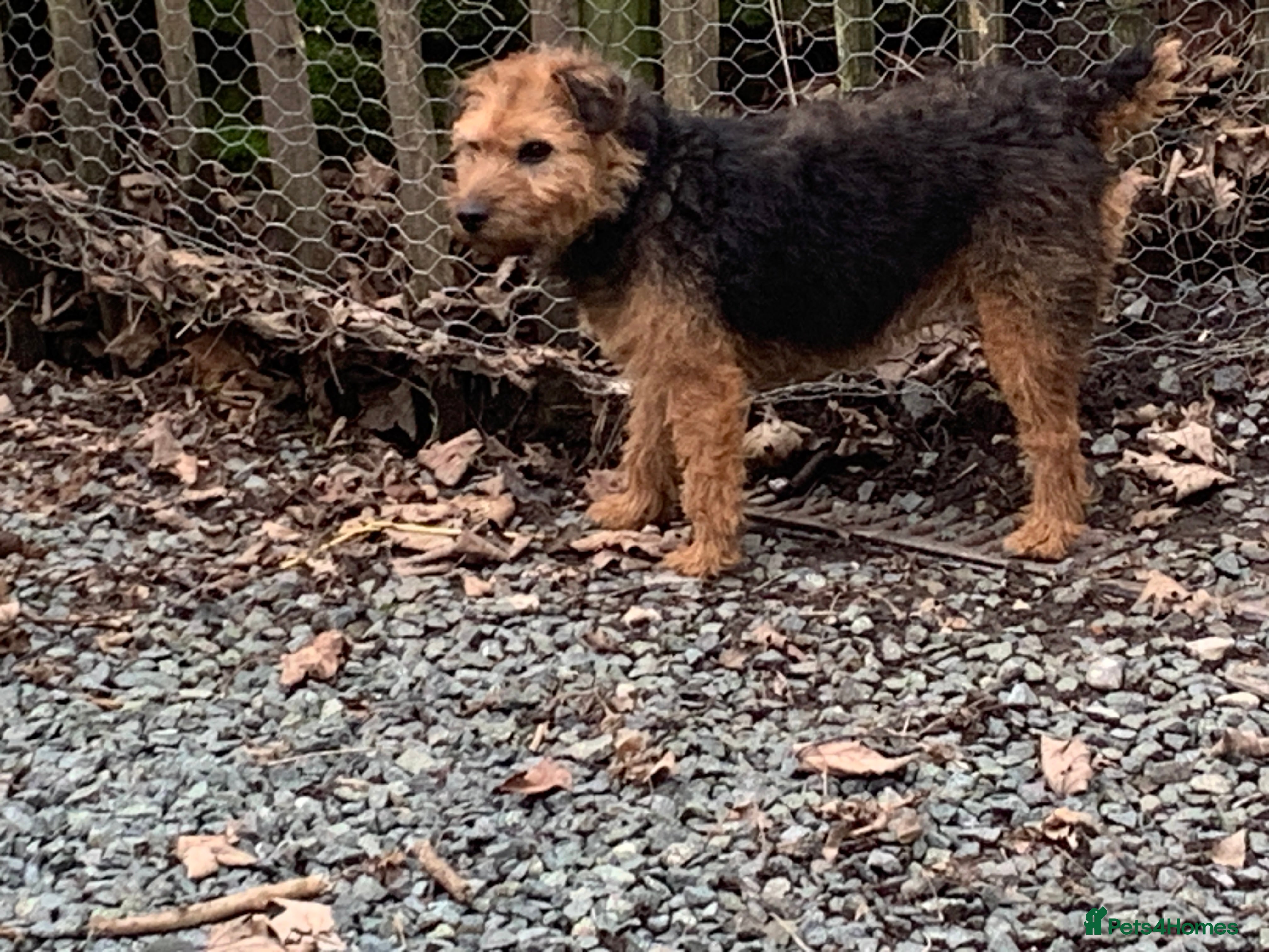 Lakeland Terrier dogs LAKELAND TERRIER BITCH  - Advert 4