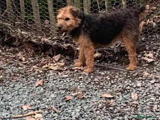 Lakeland Terrier dogs LAKELAND TERRIER BITCH - Advert 4