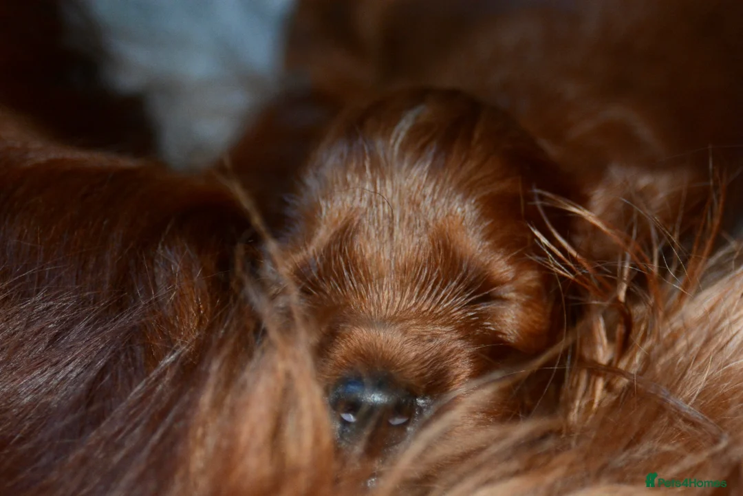 Irish Setter dogs for sale: Quality Irish setter puppies KC Registered - Advert 36