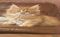 Maine Coon cats for sale: 2 pure mainecoon kittens ready now to leave  - Image 1