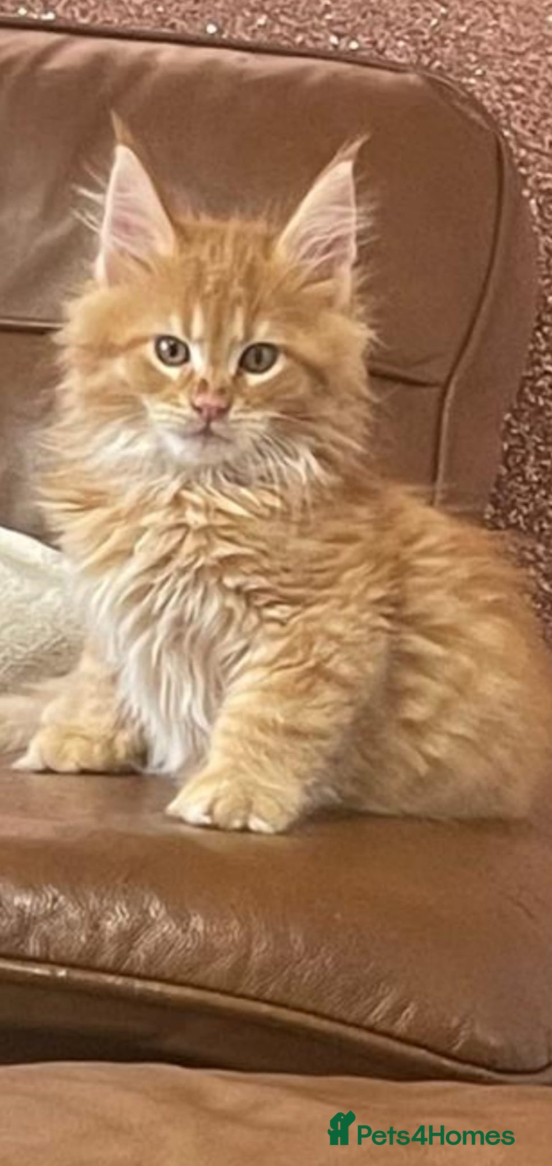 Maine Coon cats for sale: 2 pure mainecoon kittens ready now to leave  - Image 1