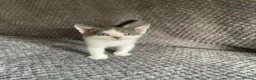 Domestic Shorthair cats for sale: Gorgeous Grey and White Kittens For Sale - Advert 14