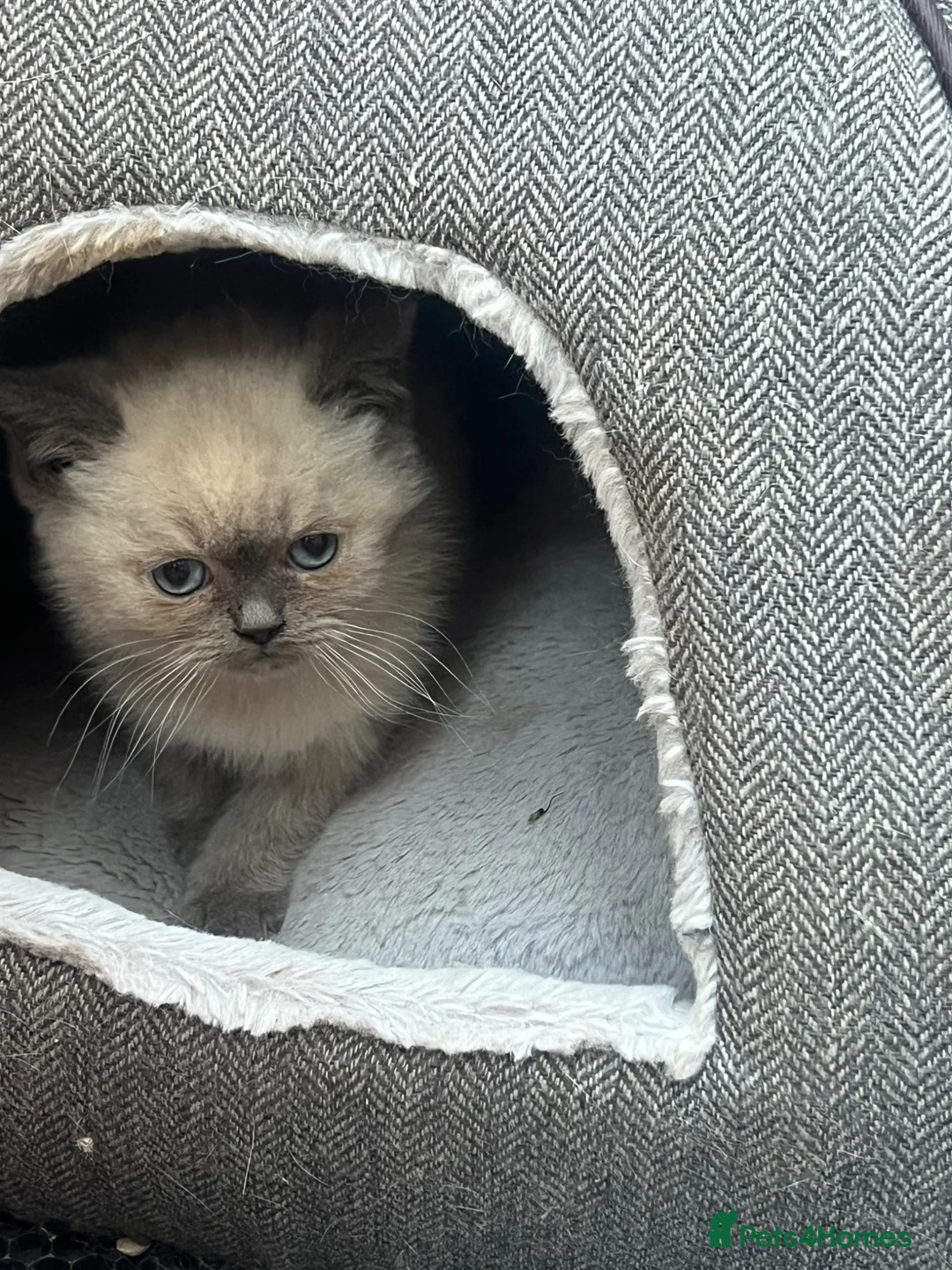 British Shorthair cats for sale: Two beautiful British blue and colourpoints in London - Advert 2