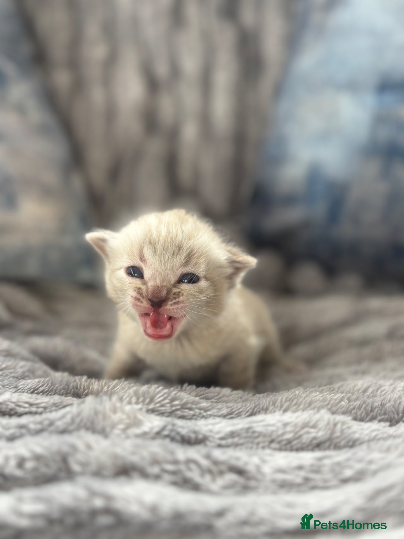 Bengal cats True to type Bengal kittens  - Advert 1