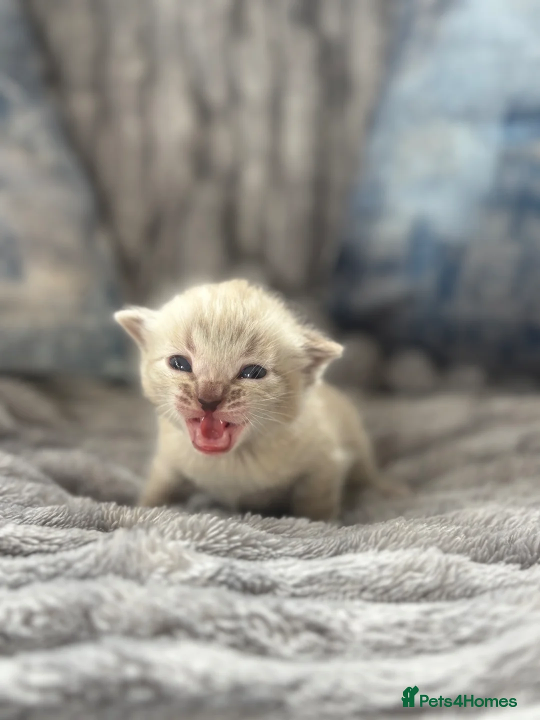 Bengal cats for sale: True to type Bengal kittens  - Advert 1