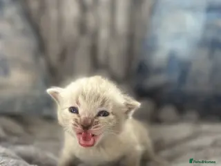 Bengal cats True to type Bengal kittens - Advert 1