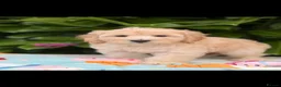 Cockapoo dogs for sale: 🌸 READY NOW SHOW QUALITY TOY F1 COCKERPOOS 🌸 - Advert 9