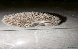 Pygmy Hedgehog rodents for sale: Last stunning female african pygmy hedgehog - Advert 2