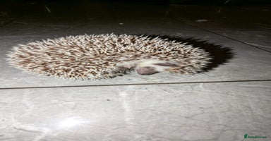 Pygmy Hedgehog rodents Last stunning female african pygmy hedgehog - Advert 4