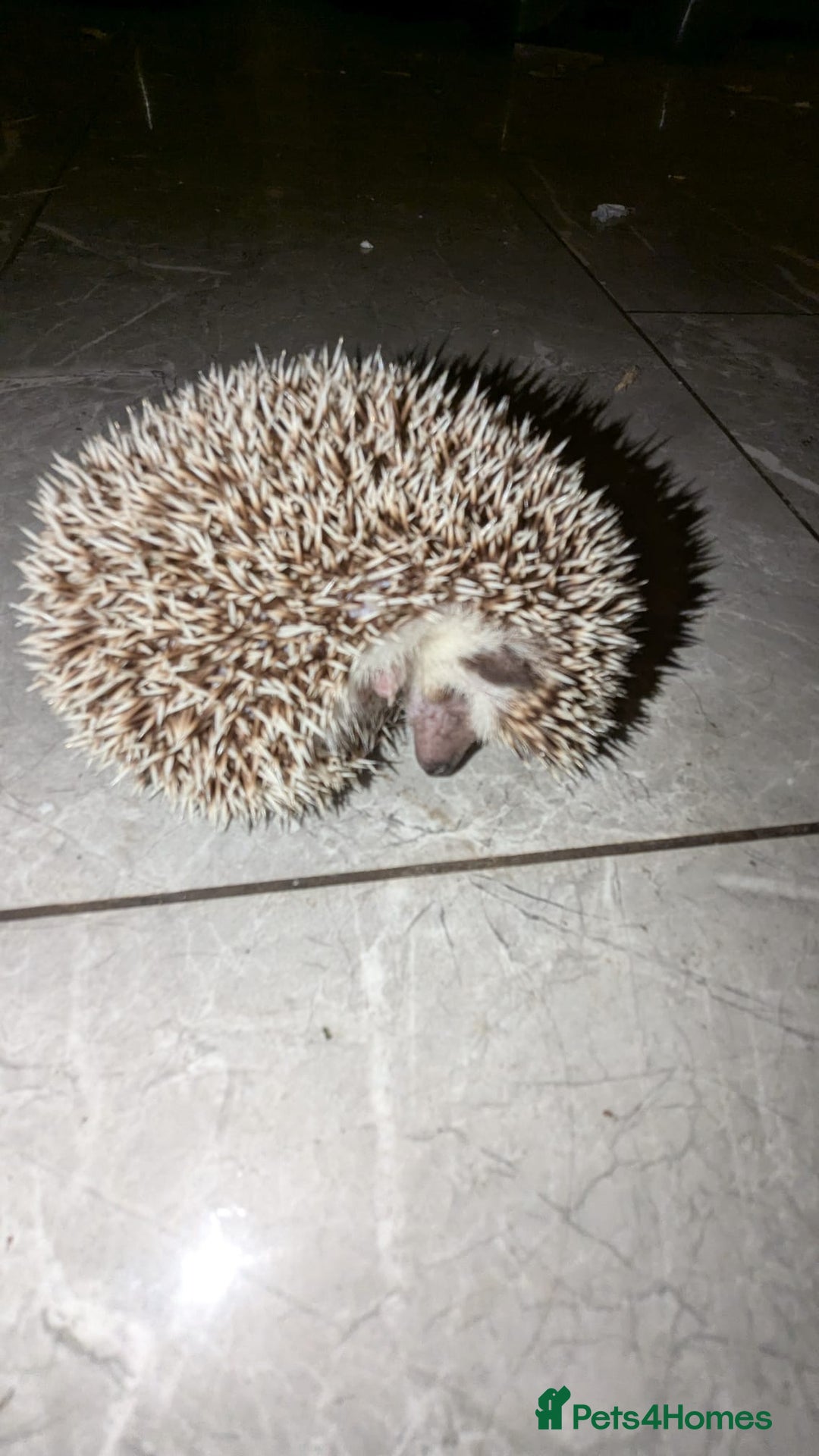 Pygmy Hedgehog rodents for sale: Last stunning female african pygmy hedgehog - Advert 2