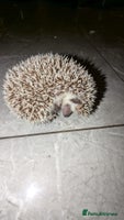 Pygmy Hedgehog rodents Last stunning female african pygmy hedgehog - Advert 3