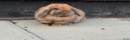 Mixed Breed rabbits for sale: Super friendly rabbit looking for a new home - Advert 1