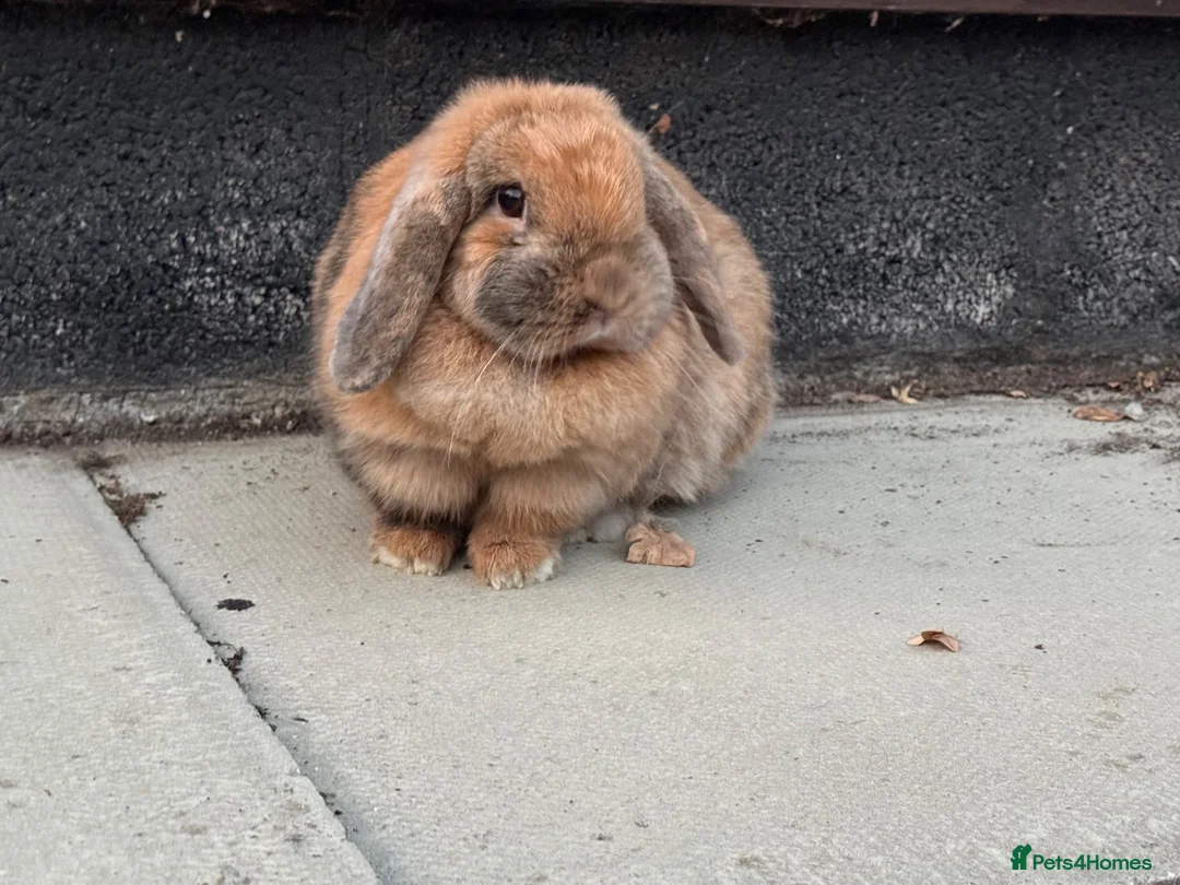 Mixed Breed rabbits for sale: Super friendly rabbit looking for a new home - Advert 1