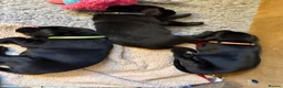 Labrador Retriever dogs for sale: Two Black KC Reg Labrador bitches from litter  in Yelverton - Advert 21