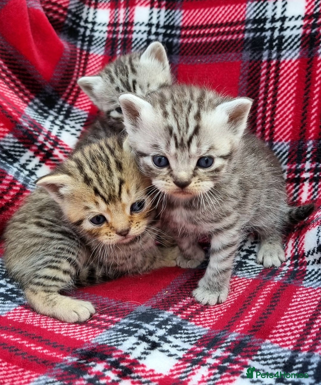 British Shorthair cats for sale: SILVER & GOLDEN SPOTTED BRITISH SHORTHAIR KITTENS  - Image 2