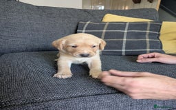 Labrador Retriever dogs for sale: Retriever Labrador puppys for sale - Image 9