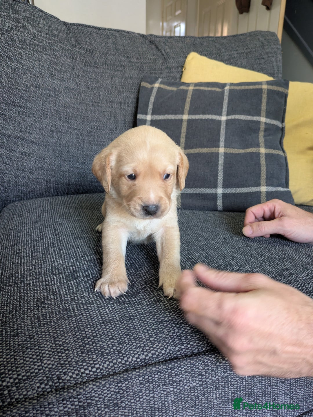 Labrador Retriever dogs for sale: Retriever Labrador puppys for sale - Image 9