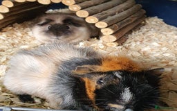 Guinea Pig rodents for sale: 2 stunning guinea pig young boars - Image 6