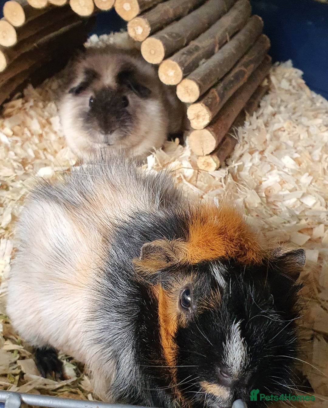 Guinea Pig rodents for sale: 2 stunning guinea pig young boars - Image 6