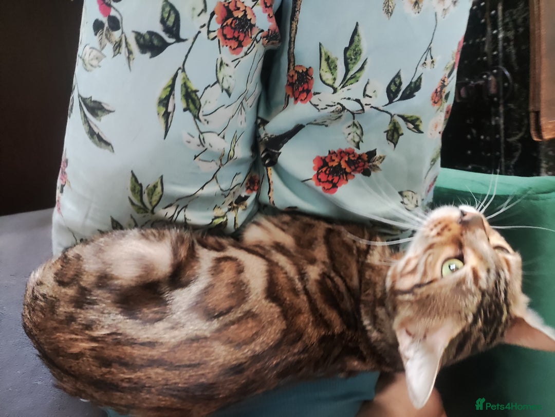 Bengal cats for sale: 🐆Rehoming our Beautiful 🔥Bengal Cats 🥺 TICA Reg - Image 5